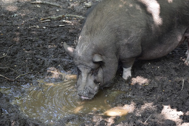 韩媒制作中国短道犯规集锦，扬言裁判偏袒东道主：4次犯规都没判.