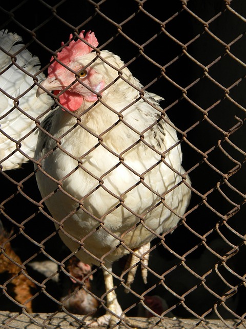 曼联球迷的 曼联球迷的